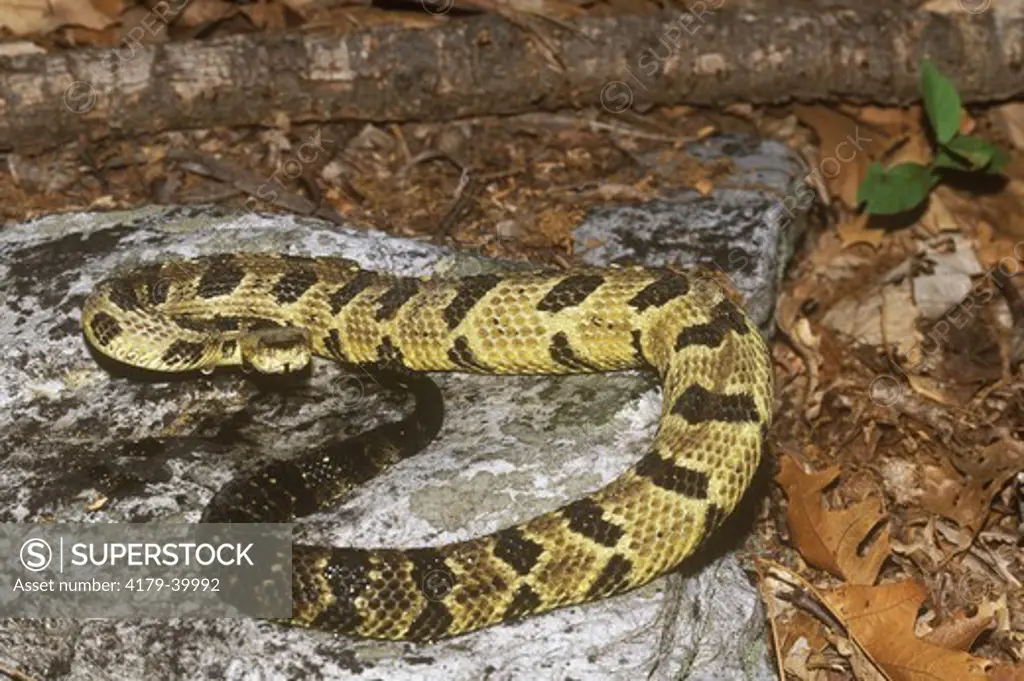 Timber Rattlesnake (Crotalus horridus) Blue Ridge Mtns.