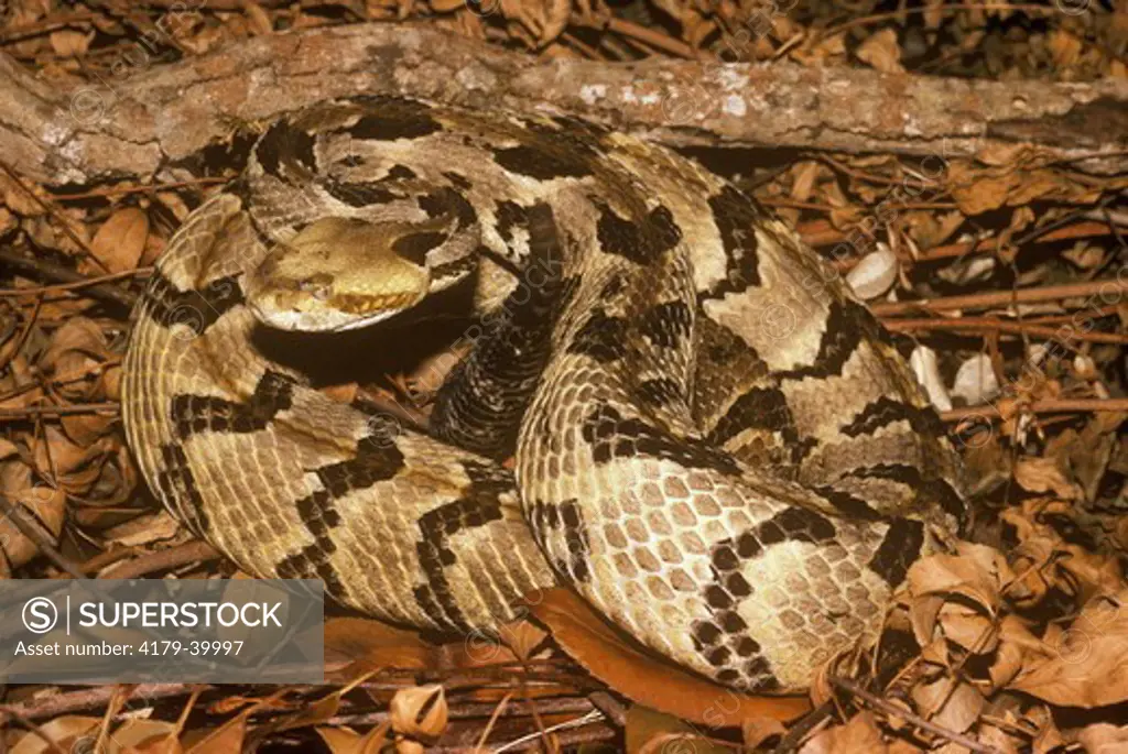 Canebrake Timber Rattlesnake (Crotalus horridus atricaudatus) LA