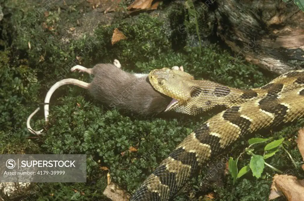 Timber Rattlesnake eating a mouse (Crotalus horridus) NJ