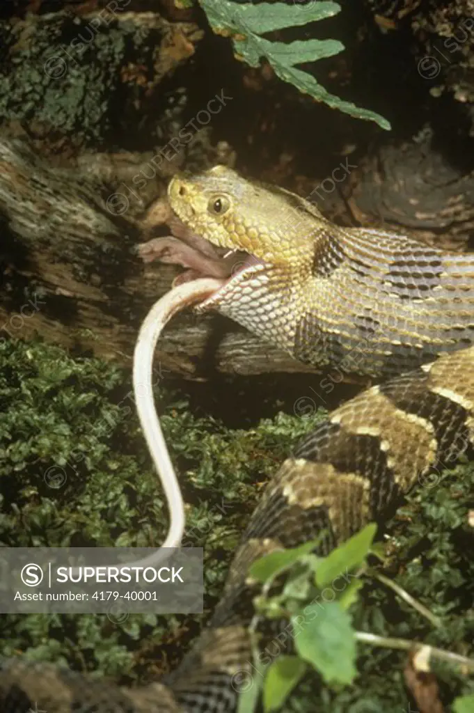 Timber Rattlesnake Eating Mouse NJ