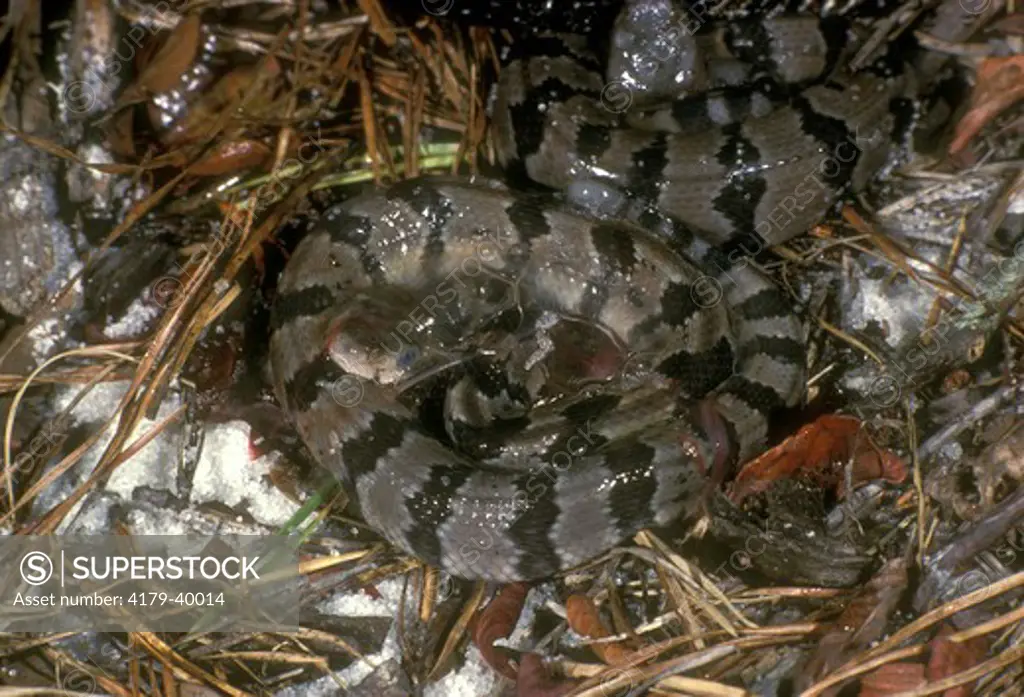 Timber Rattlesnake (Crotalus horridus) Newly Born Breaking from Membrane