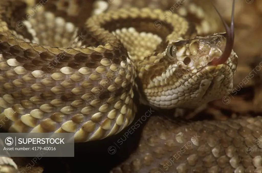 Rattlesnake, Tropical (Crotalus durissus) venomous Central & So. America