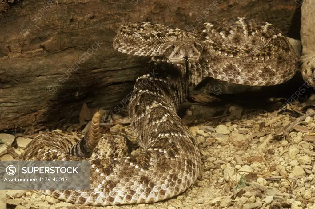 Timber Rattlesnake (Crotalus h. horridus) striking pose - Eastern USA