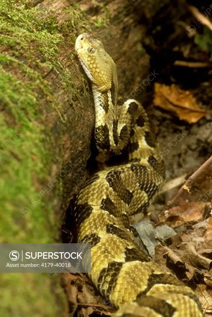 Timber Rattlesnake (Crotalus horridus) Eastern USA