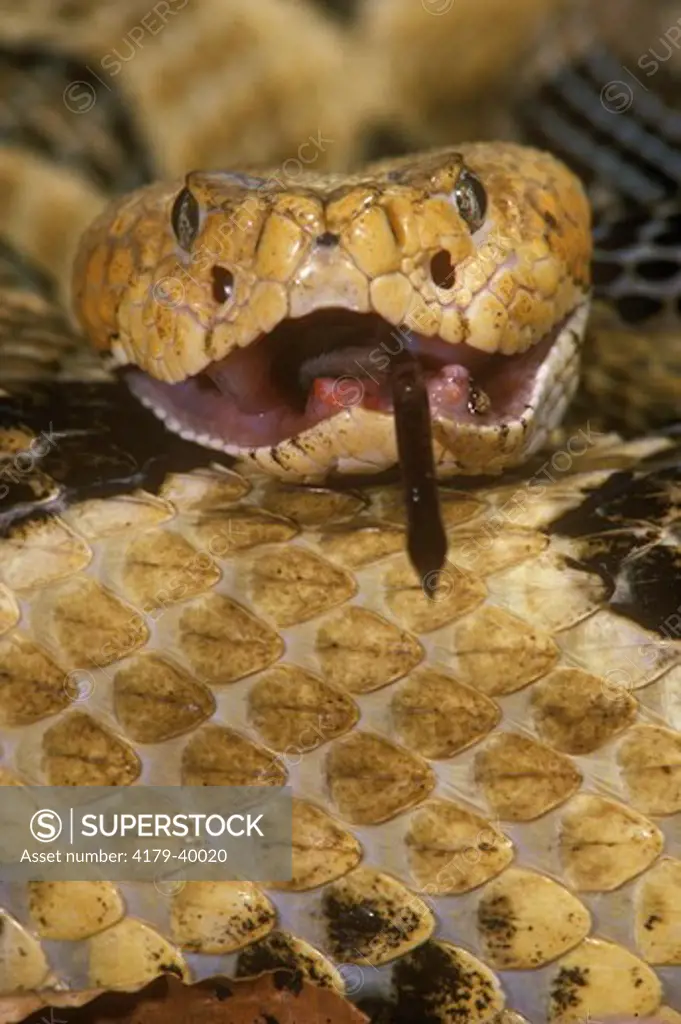 Timber Rattlesnake (Crotalus h. horridus), eating deer mouse, PA