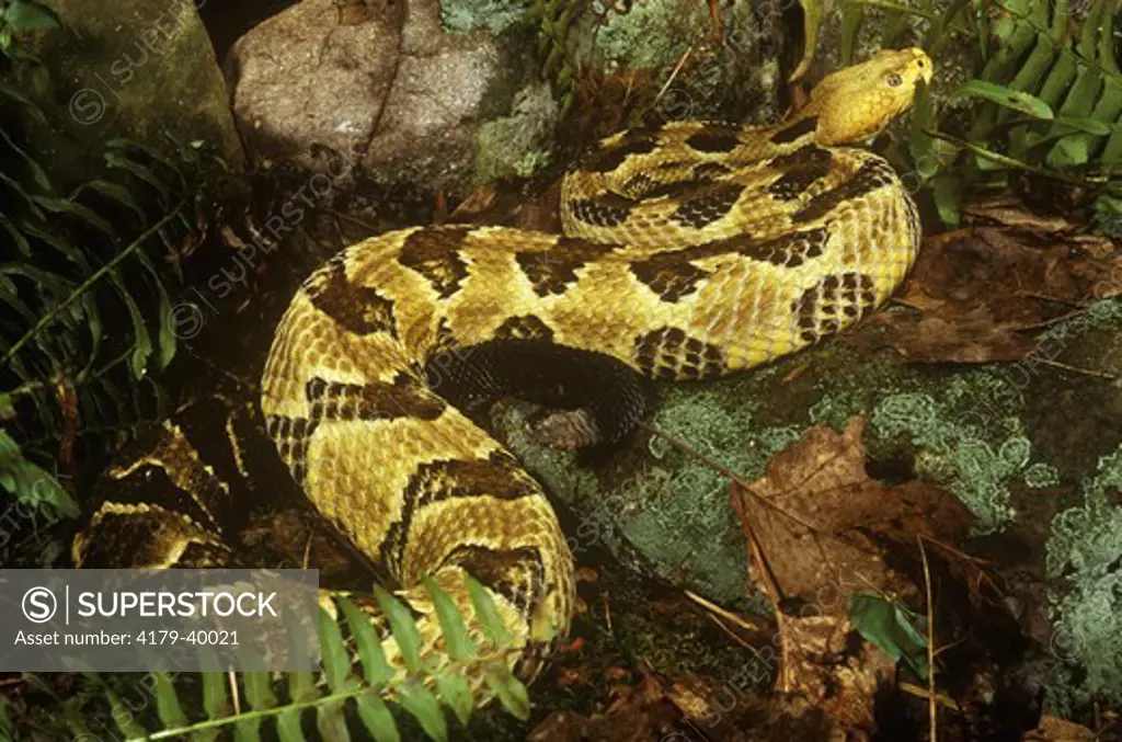 Timber Rattlesnake (Crotalus h. horridus) Pennsylvania - venomous