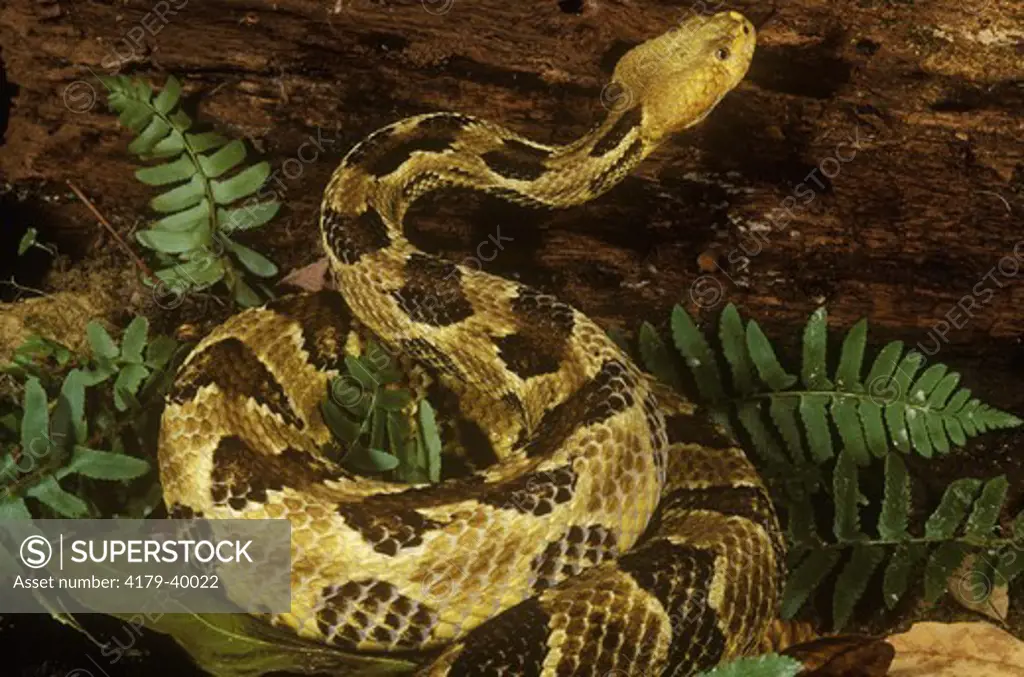 Timber Rattlesnake (Crotalus h. horridus) Eastern USA/Pennsylvania