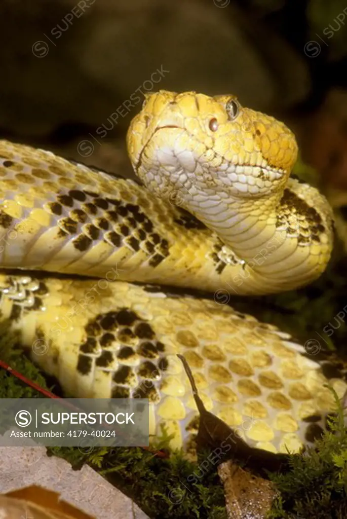 Timber Rattlesnake (Crotalus h. horridus) PA
