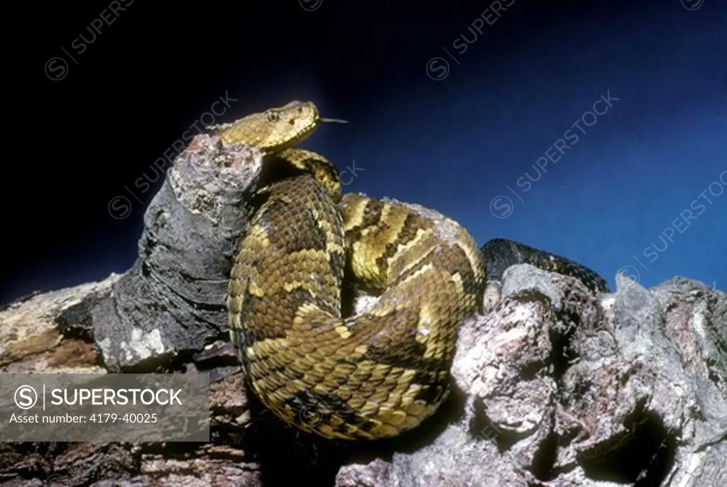 Timber Rattlesnake (Crotalus horridus horridus) Central, E & Mid West USA