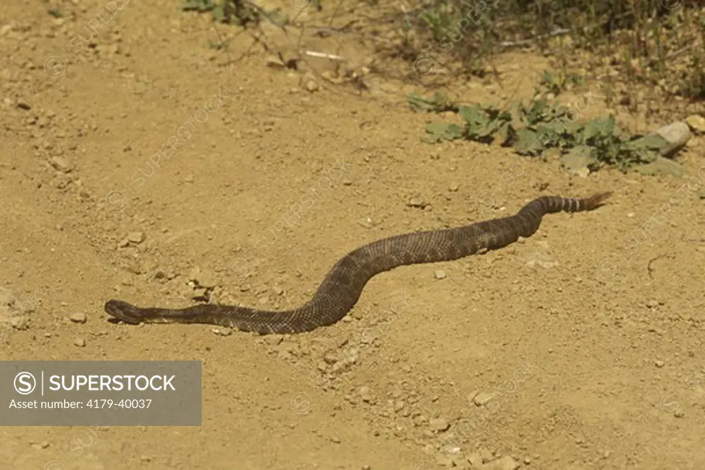Western Rattlesnake (Crotalus viridis) Los Padres NF, California