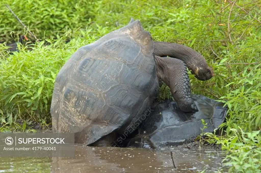 Galapagos Tortoises, Geochelone niger, mating, Santa Cruz Island, Galapagos, Ecuador