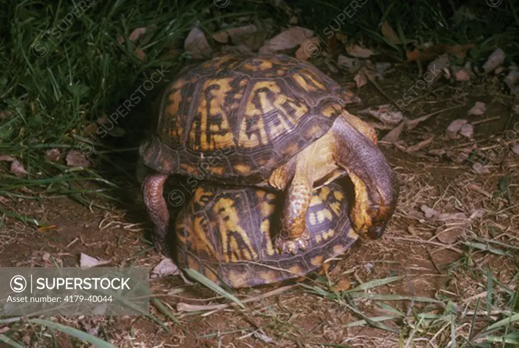 Box Turtles Attempting to Mate