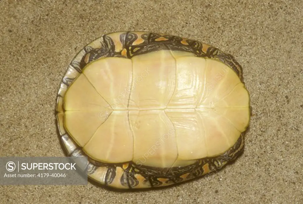 Southern Painted turtle underside (Chrysemys picta dorsalis)
