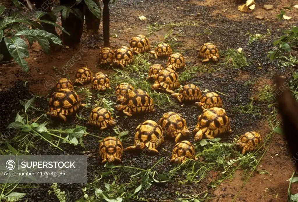 Plowshare Tortoise (Geochelone Yniphora) Madagascar Group