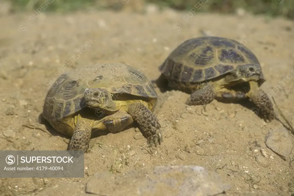 Tortoise, Testudo horsfieldii, Russia
