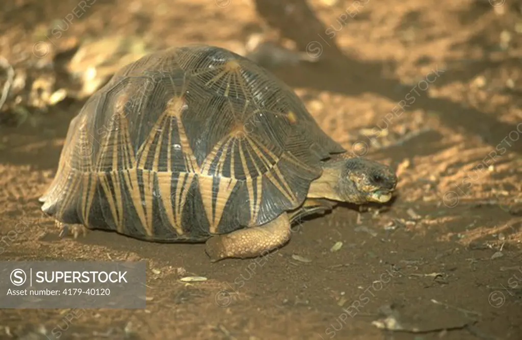 Radiated Tortoise (Geochelone radiata), Madagascar