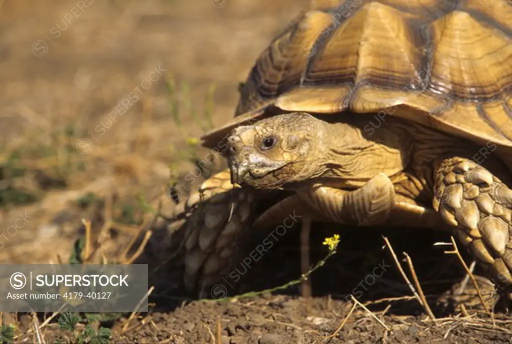 Sulcata tortoise (Geochelone sulcata) Sub-Sahara, Africa