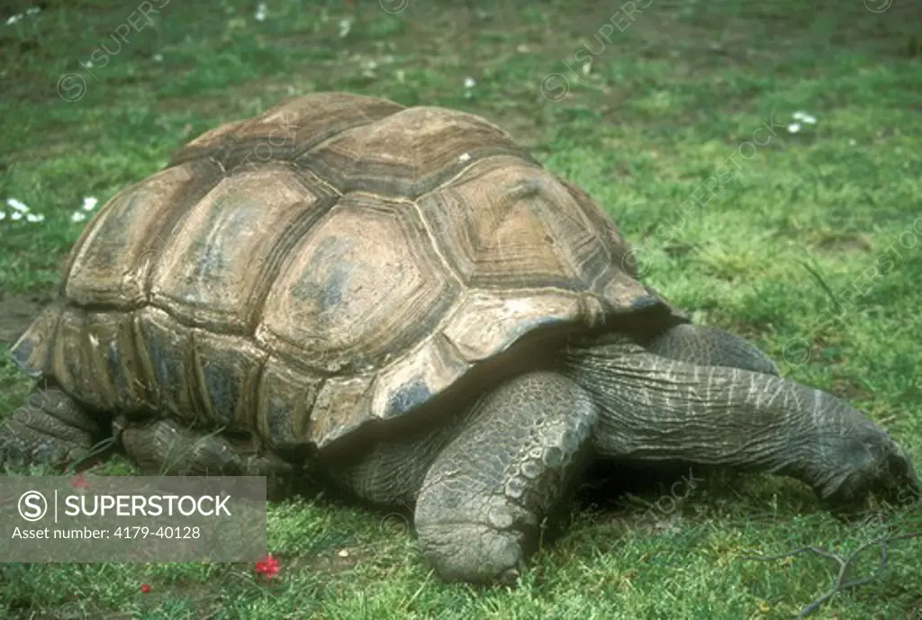 Aldabra Giant Tortoise eating vegetation (Megalochelys gigantea)