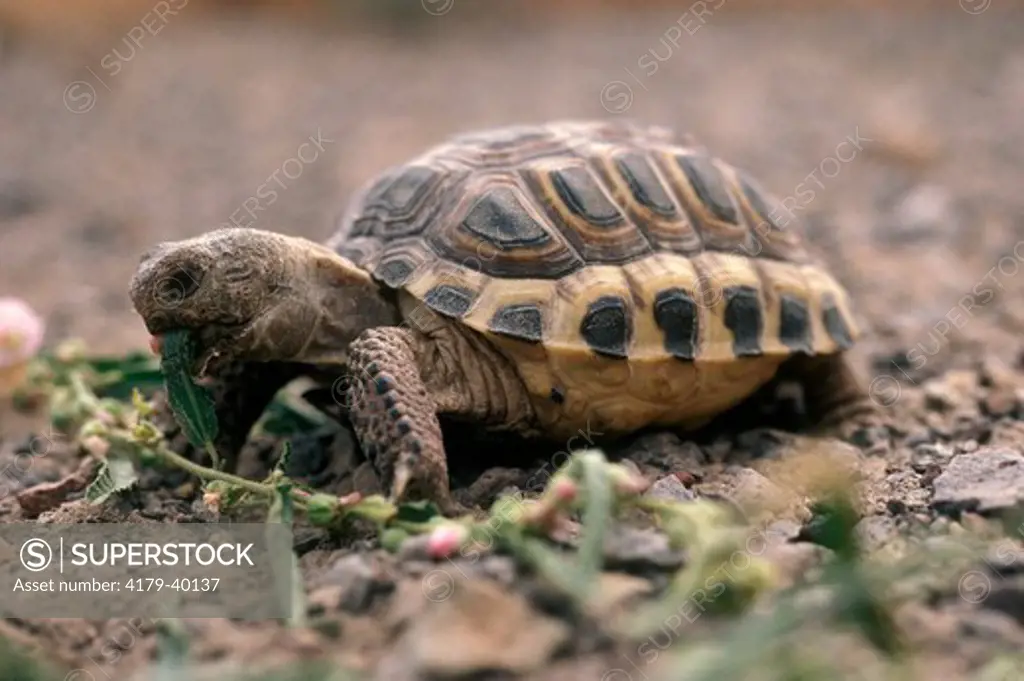 Bolson Tortoise (Gophanus flaromarginatus) Hatchling Eating,Mapimi Durango, Mexico