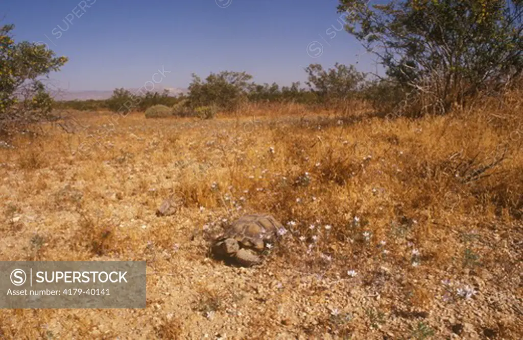 Desert Tortoise (Gopherus agassizi) Desert Tortoise Natural Area, Mojave Des. CA