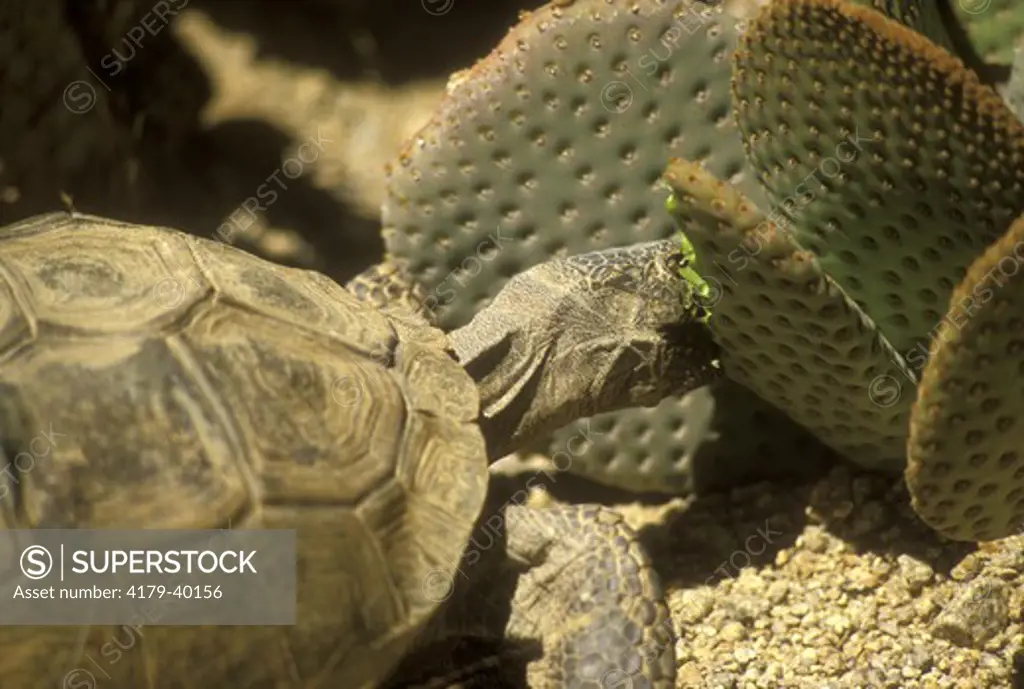 Desert Tortoise Eating Cactus  (Gopherus agassizi) Joshua Tree NM/CA