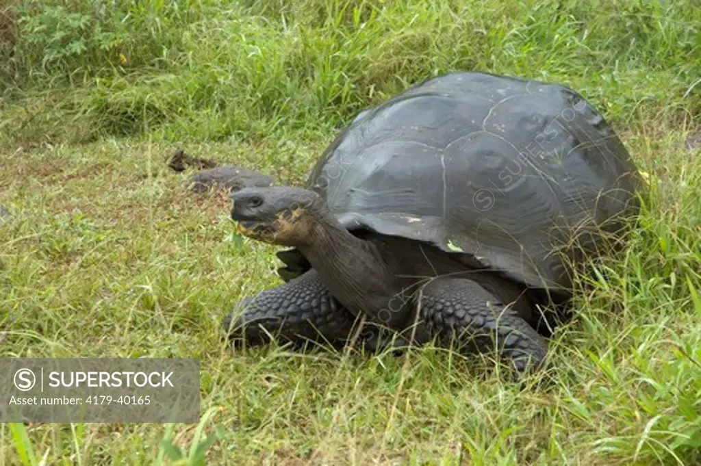 Galapagos Tortoise, Geochelone niger, highlands, Santa Cruz Island, Galapagos, Ecuador