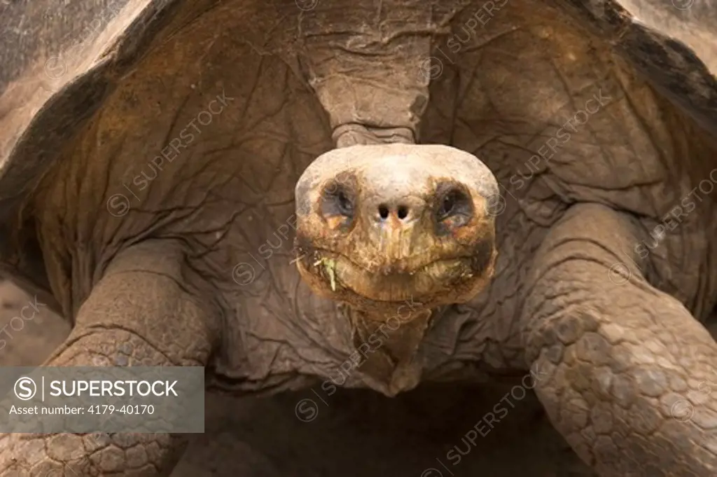 Flatback or Cinco Cerros race of Galapagos Tortoise, Geochelone nigra, Giant Tortoise Breeding Center, Isabela Island, Galapagos, Ecuador