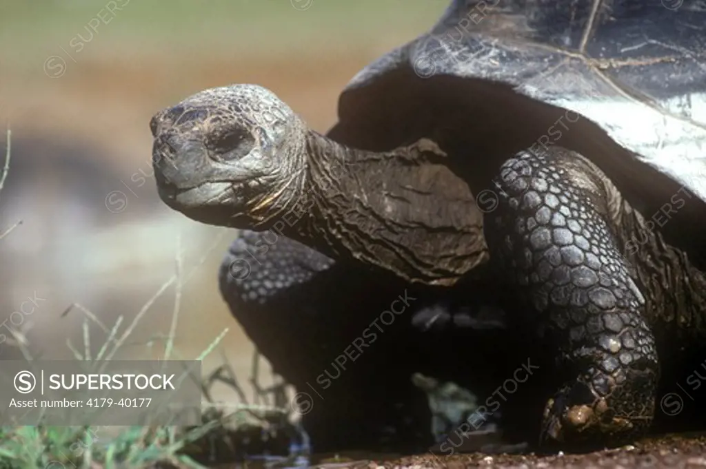 Giant Galapagos Tortoise (Geochelone elephantopus vandenburghi), Isabela I., Galapagos