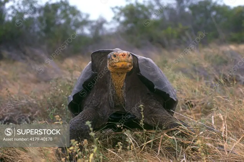 Espanola Saddleback Tortoise, Galapagos, (Geochelone elephantopus hoodensis)