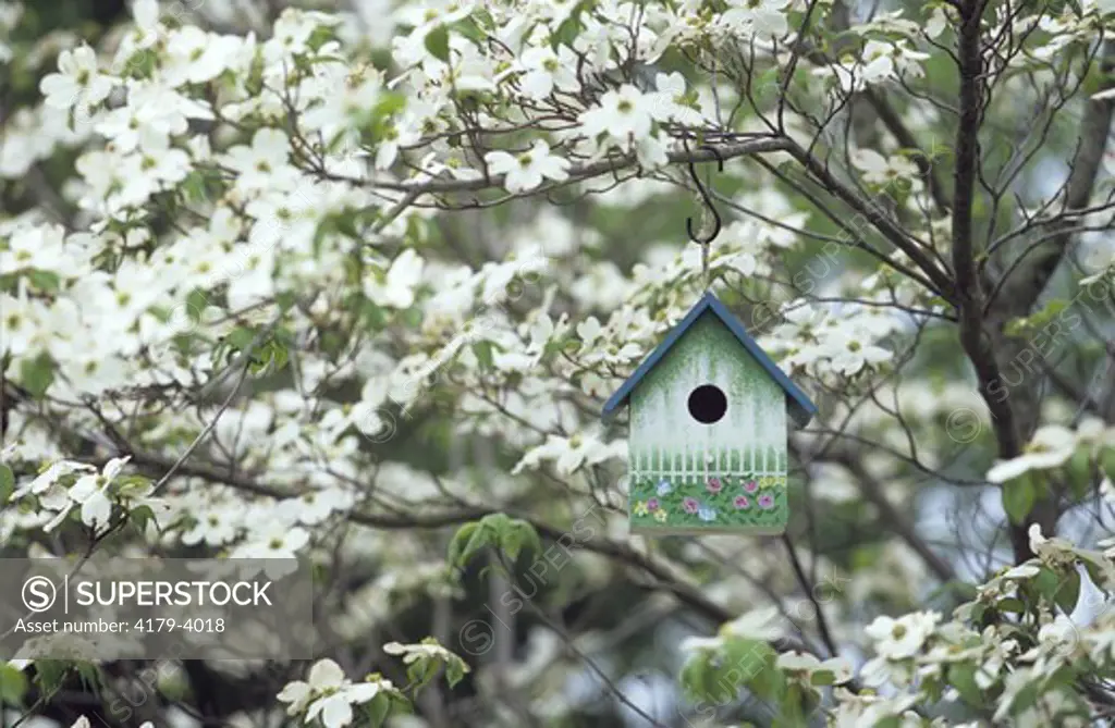 Bird House Nest Box in flowering Dogwood Tree (Cornus florida) Spring, IL Marion Co., Illinois