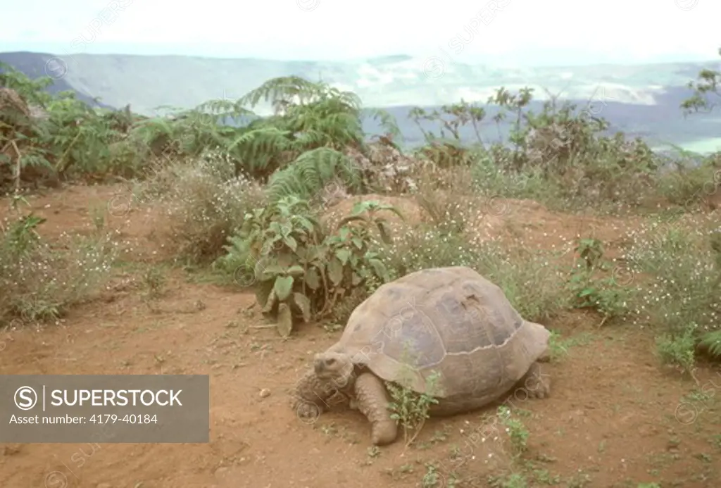 Galapagos Tortoise (Geochelone elephantopus) Alcedo Crater, Galapagos
