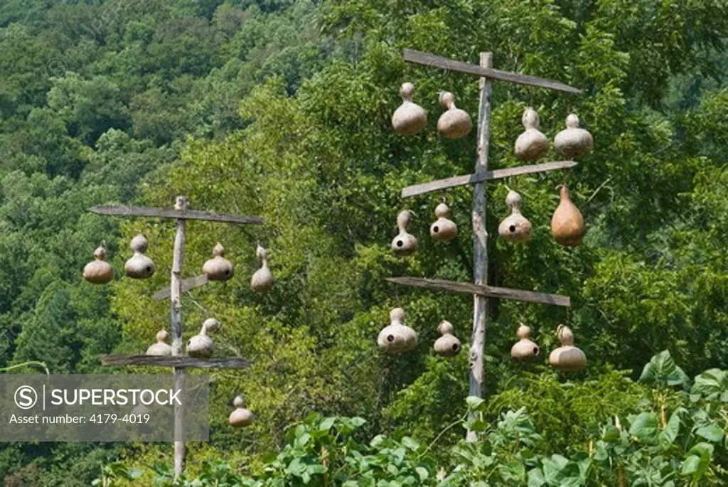 Purple Martin (Progne subis) Houses made from gourds, pioneer farm at Oconaluftee Visitor Center, Great Smoky Mountains National Park, NC, NOrth Carolina