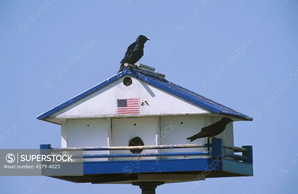 Purple Martins at Bird House with American Flag, Wakodahatchee, Florida
