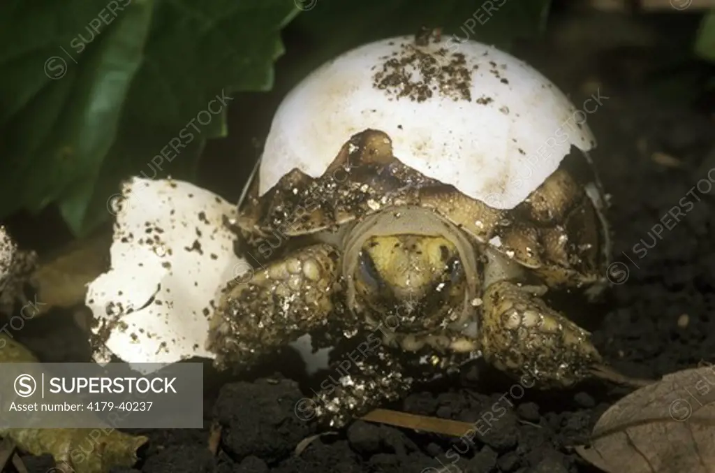 African Spur-thighed Tortoise (Geochelone sulcata) hatching