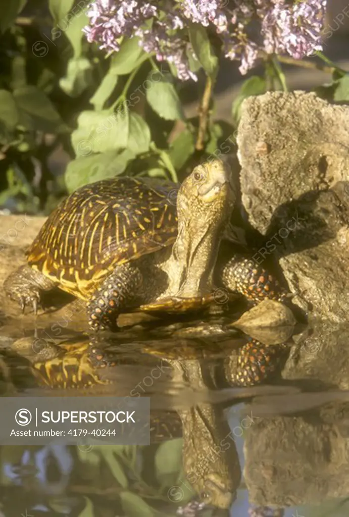 Western or Desert Box Turtle on Water (Terrapene ornata), E. CO