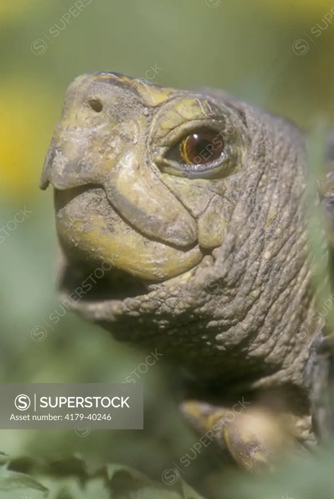 Western or Desert Box Turtle Portrait (Terrapene ornata), E. CO