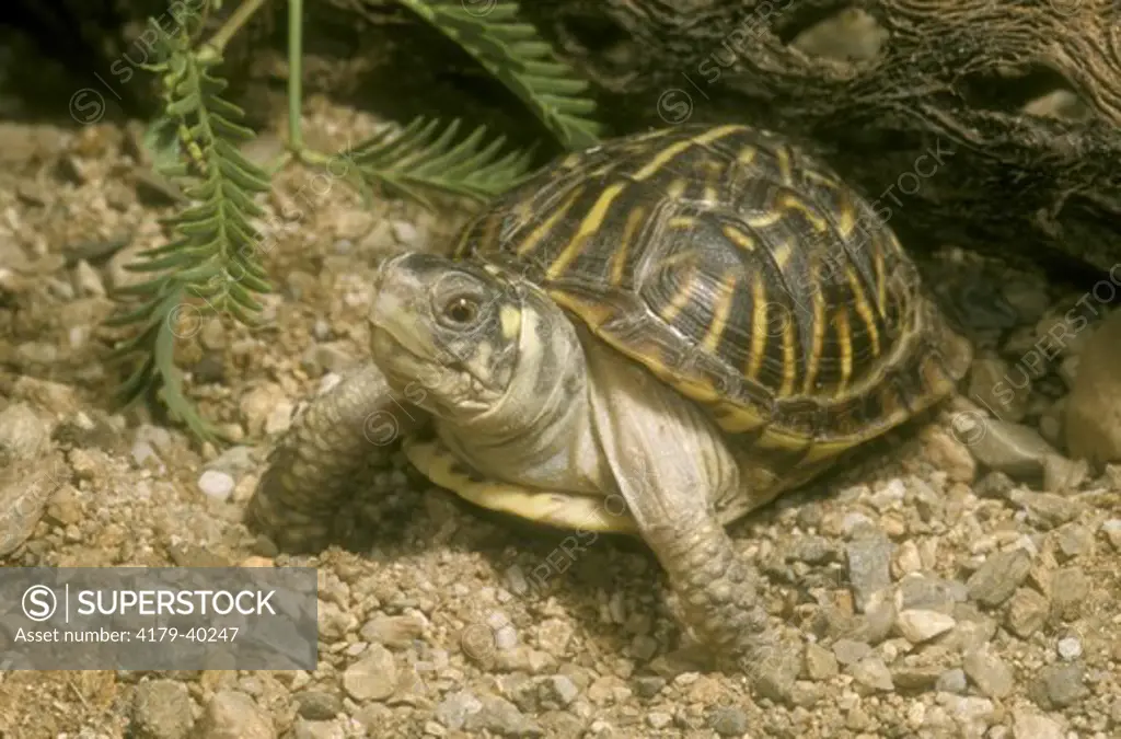 Ornate Box Turtle, juvenile (Terrapene o. ornata), AZ