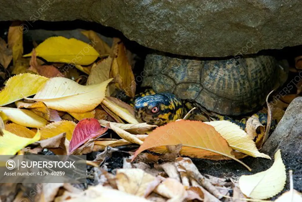 Eastern Box Turtle (Terrapene c. carolina), male, Billings, Montana