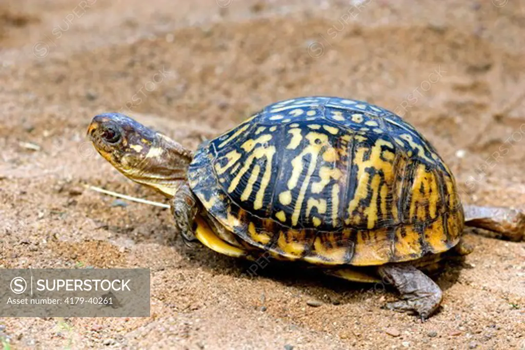 Eastern Box Turtle (Terrapene c. carolina), female, Sandstone, MN