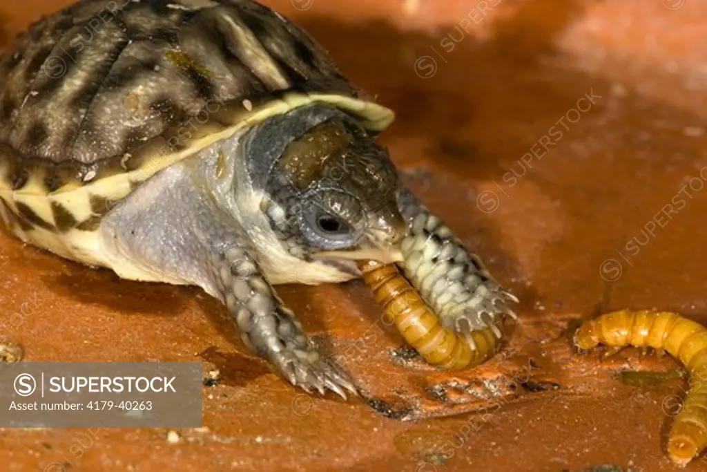 Ornate Box Turtle (Terrapene o. ornata), young hatchling feeding on mealworm, Billings, Montana