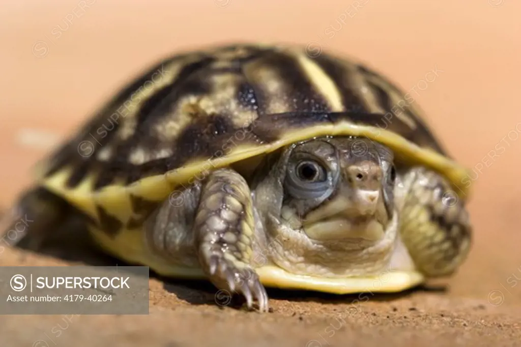 Ornate Box Turtle (Terrapene o. ornata), young hatchling, Billings, Montana