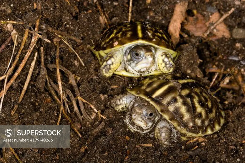 Ornate Box Turtle (Terrapene o. ornata), young hatchlings, Billings, Montana