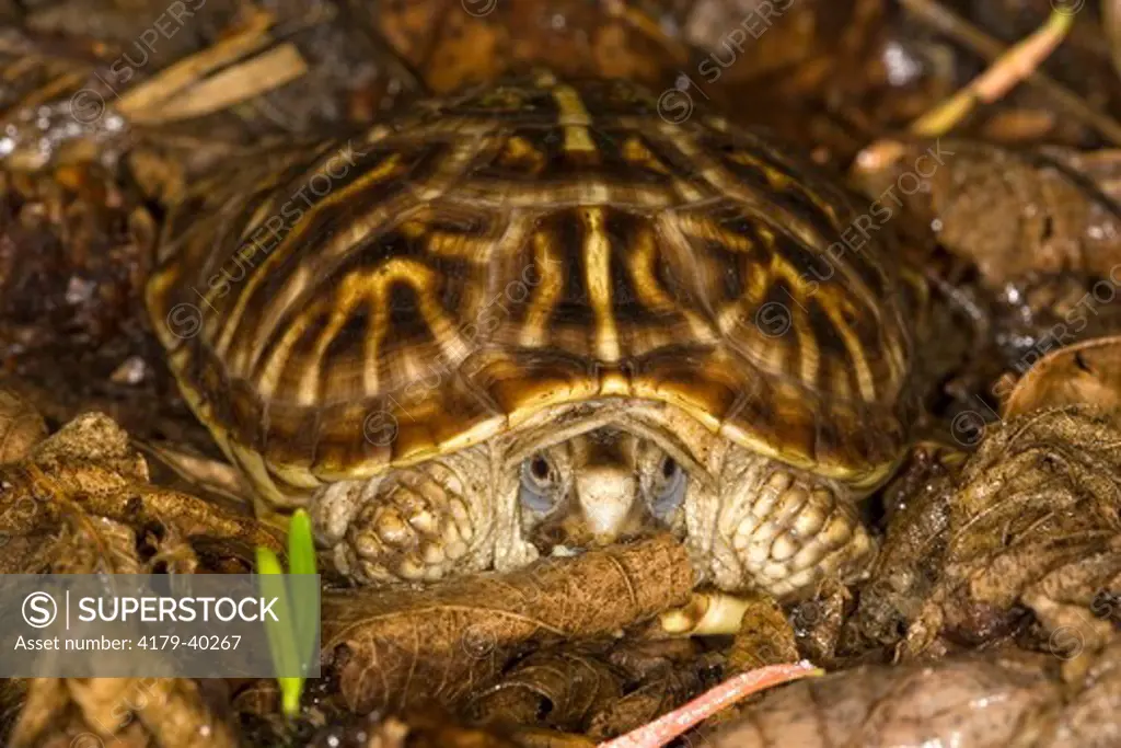 Ornate Box Turtle (Terrapene o. ornata), young, Billings, Montana