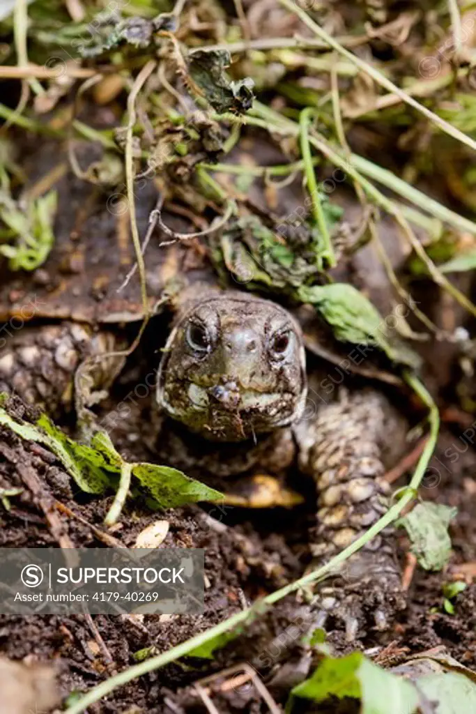 Ornate Box Turtle (Terrapene o. ornata), female, Billings, Montana