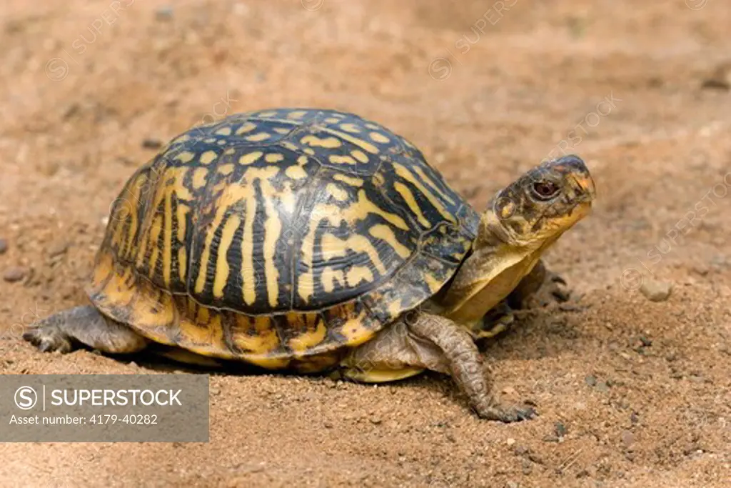 Eastern Box Turtle (Terrapene c. carolina), female Sandstone MN