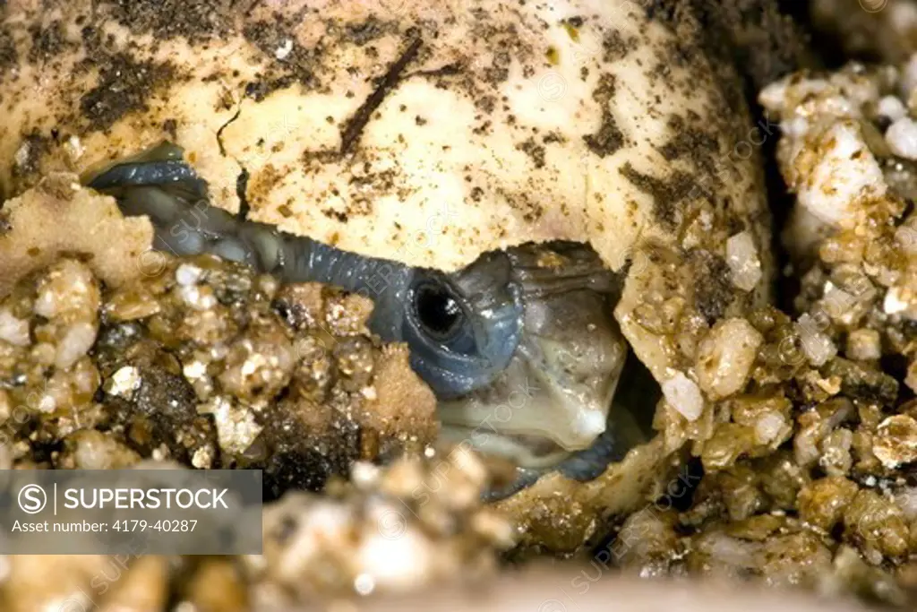 Ornate Box Turtle (Terrapene o. ornata) young hatching from egg, Billings, Montana