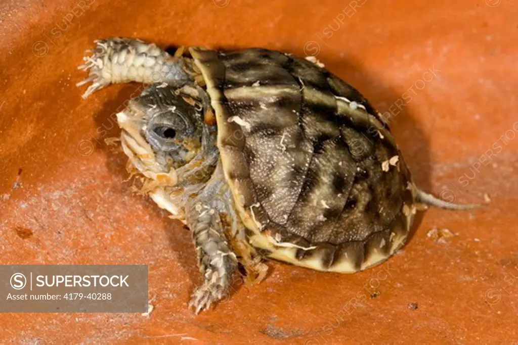 Ornate Box Turtle (Terrapene o. ornata) young hatchling, Billings, Montana