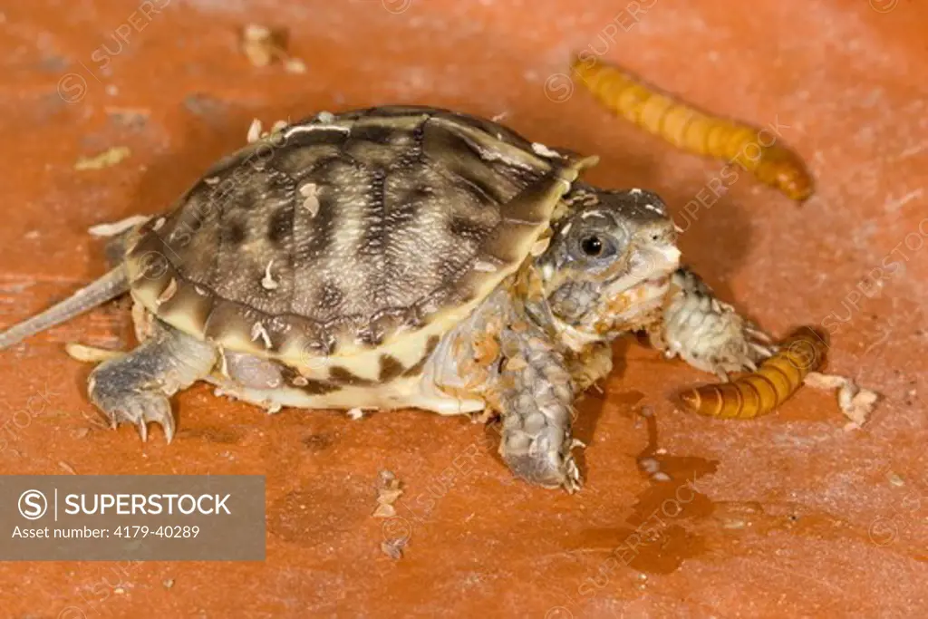 Ornate Box Turtle (Terrapene o. ornata), young hatchling with mealworms, Billings, Montana