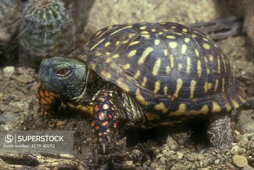 Ornate Box Turtle(Terrapene o. ornata)