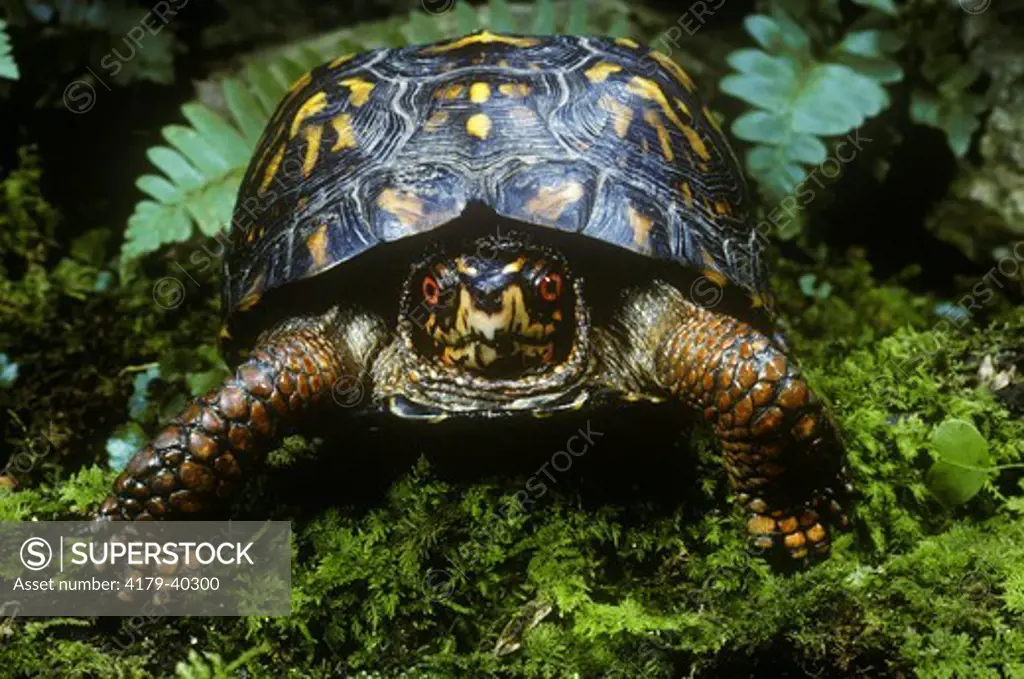 Eastern Box Turtle (Terrapene c. carolina) Eastern USA